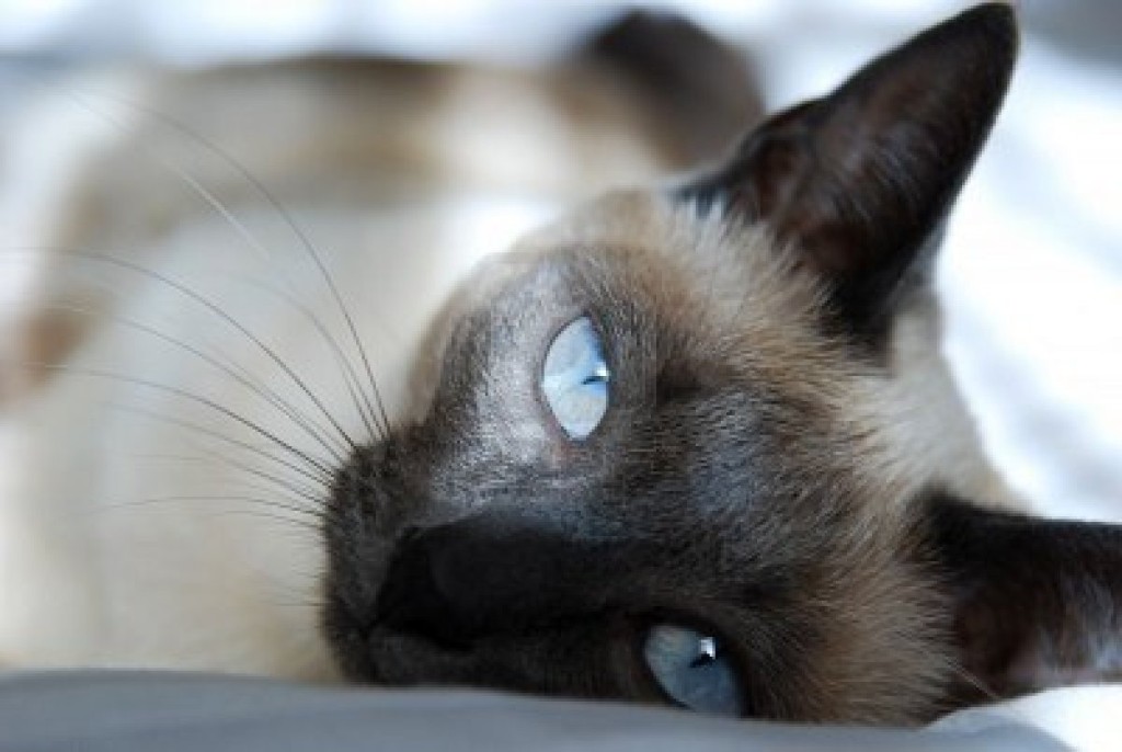 4010081-siamese-cat-with-blue-eyes-rests-on-bed